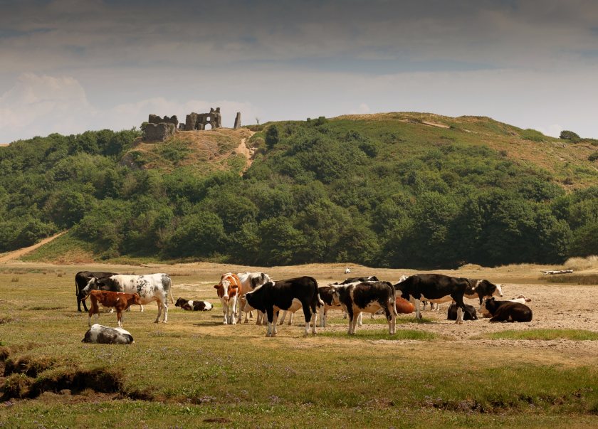 The shrinking supply of cattle threatens to 'destabilise' the Welsh beef sector