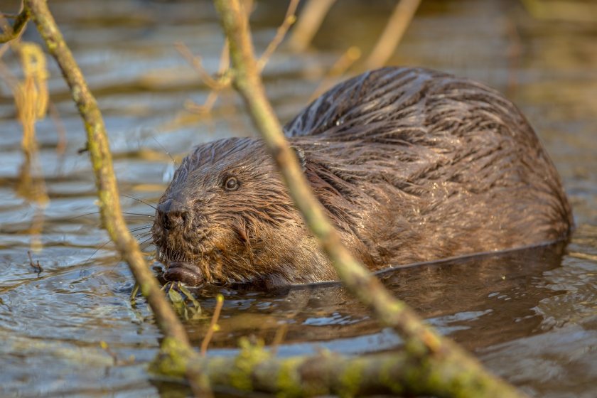 A wildlife charity has urged the new government to reintroduce beavers across England and Wales
