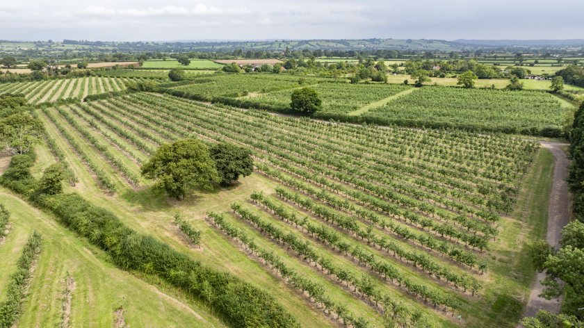 Orchards at Hornblotton (Photo: Carter Jonas)