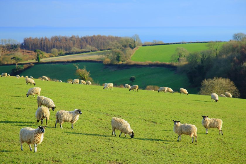 In England, a total of 82 farms have now reported an outbreak of the disease since late August