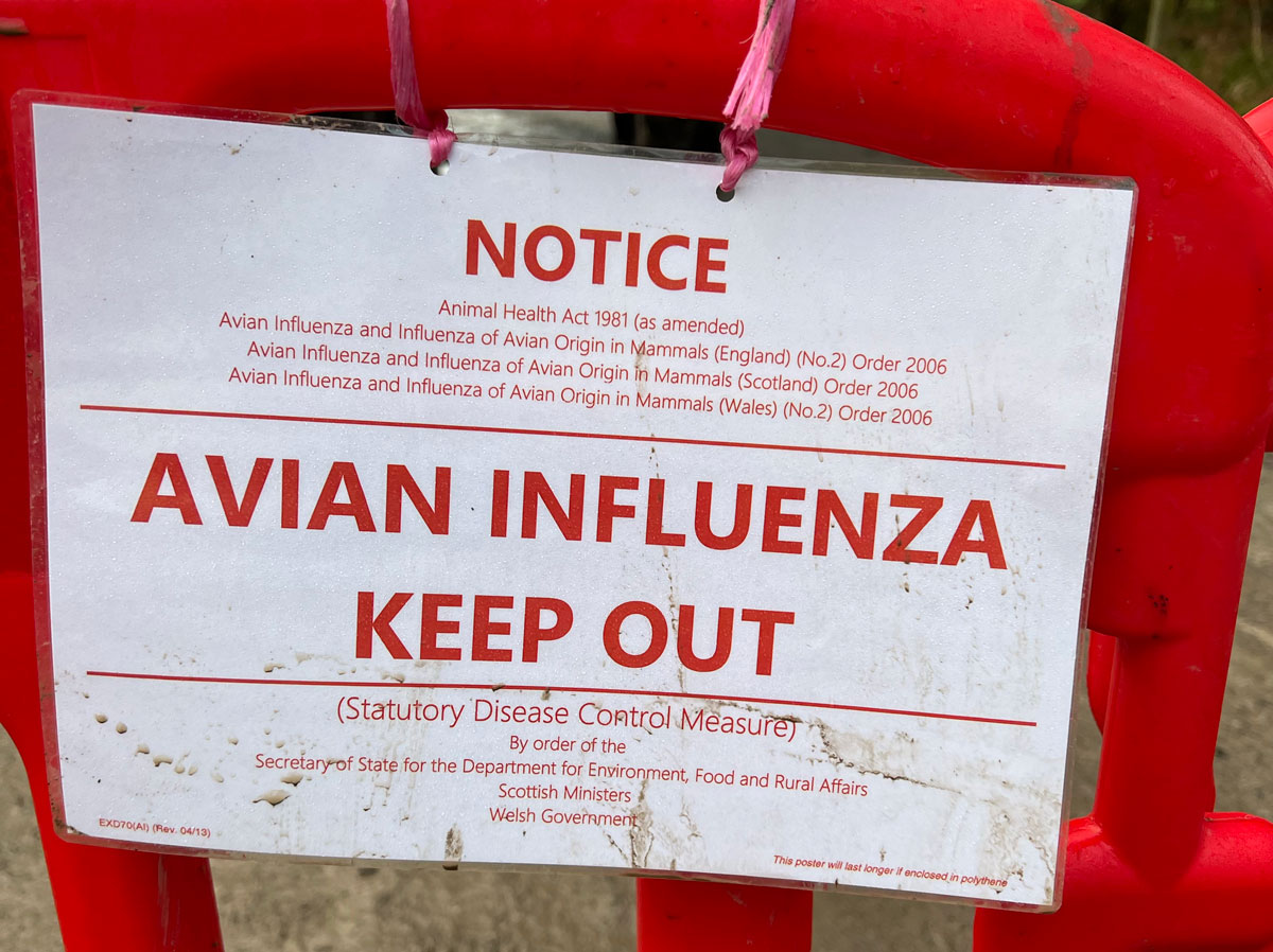The case means means Britain is no longer free from avian influenza
