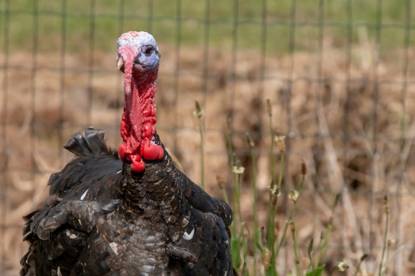 There have been three confirmed cases of avian influenza in kept poultry so far this season