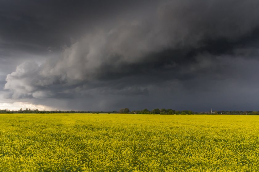 UK oilseed rape production decreased by 32% to 824,000 tonnes in 2024, Defra's data shows