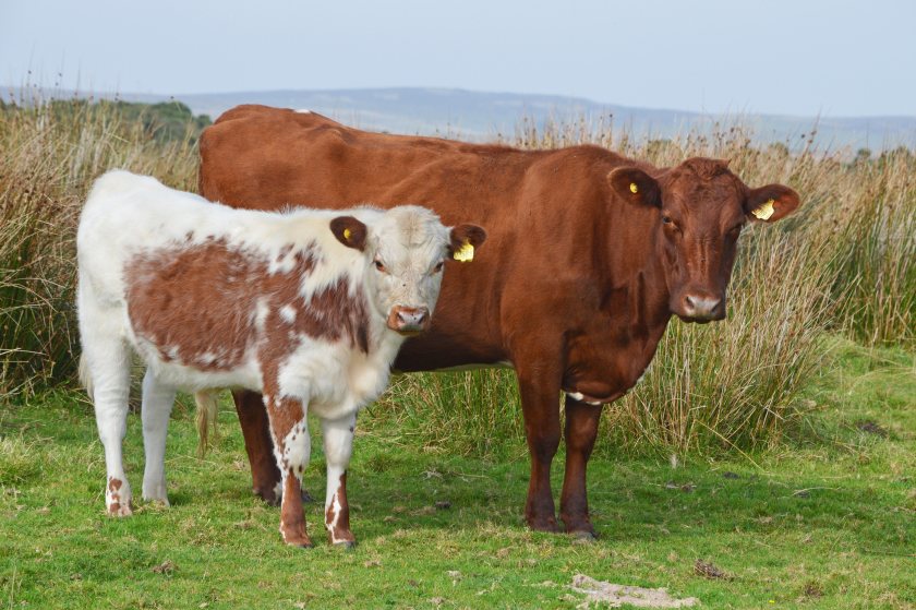 Around one-in-ten herds in Northern Ireland are affected by the disease