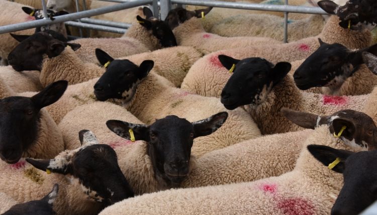 (Photo: Hybu Cig Cymru)