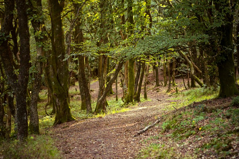 The Western Forest will include the planting of 20 million trees across the west of England