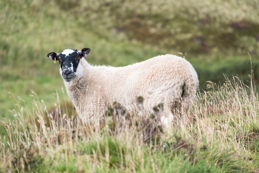 Defra says the case is the first time influenza of avian origin has been reported in a sheep