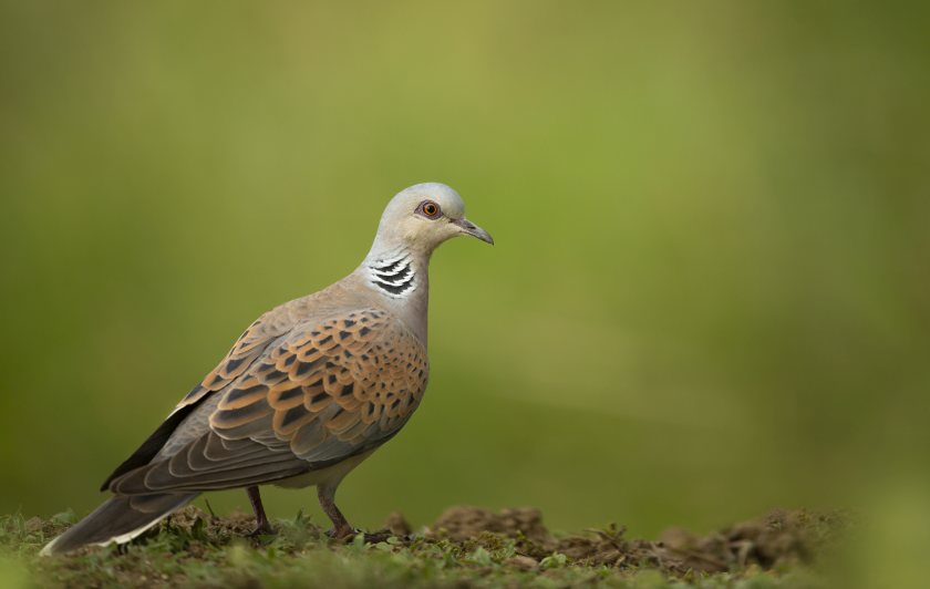 (Photo: RSPB)