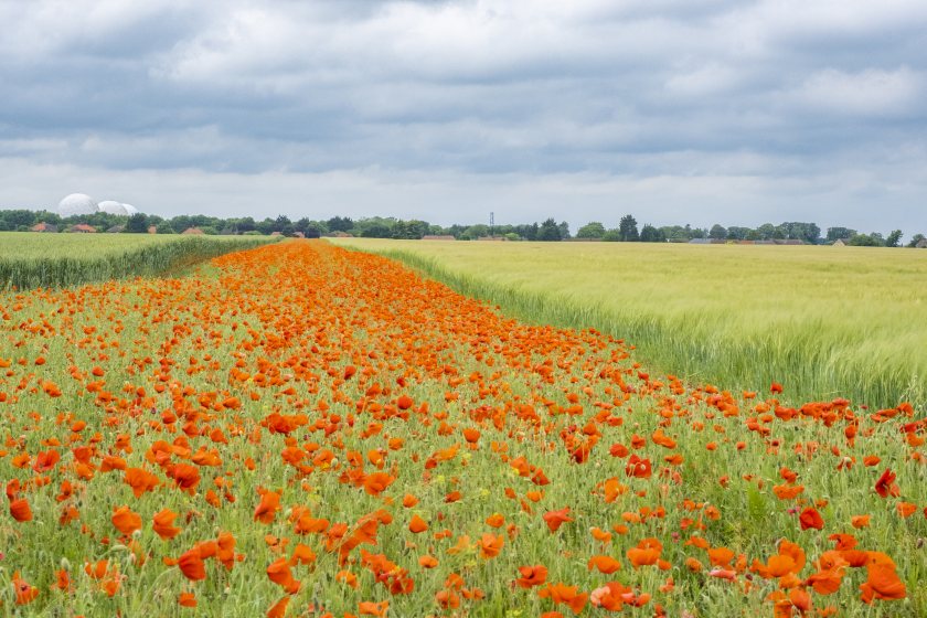 (Photo: RSPB)
