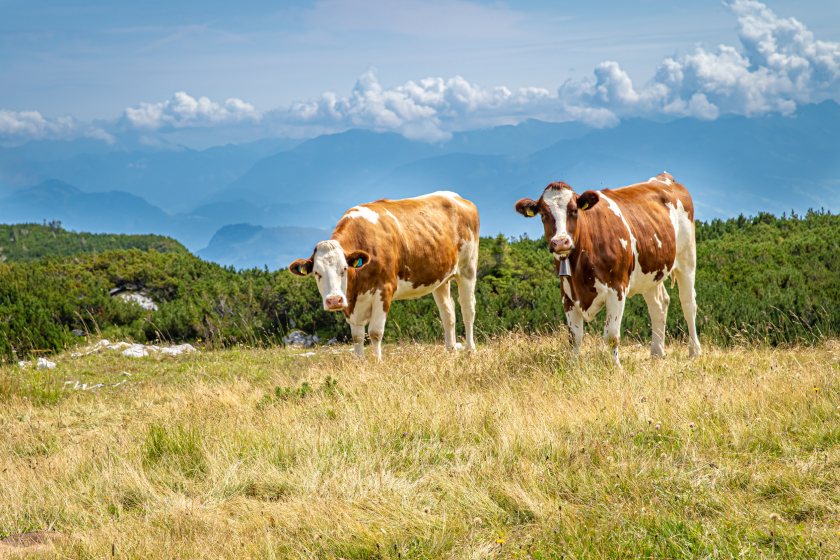 Defra has suspended commercial imports from Austria following a new foot-and-mouth case