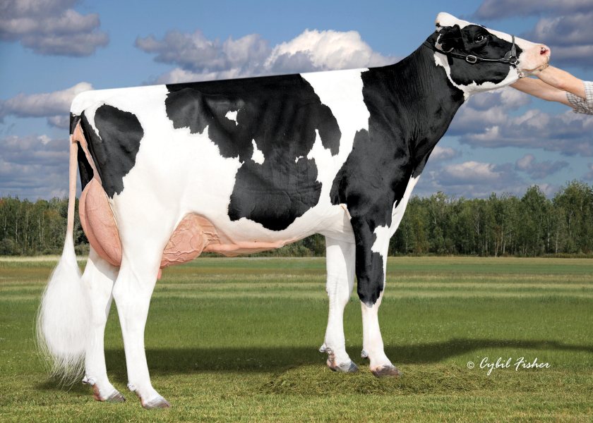 Number one PLI young sire, Denovo 20893 Harmony