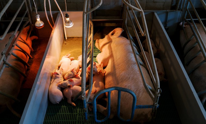 (Photo: British Veterinary Association)
