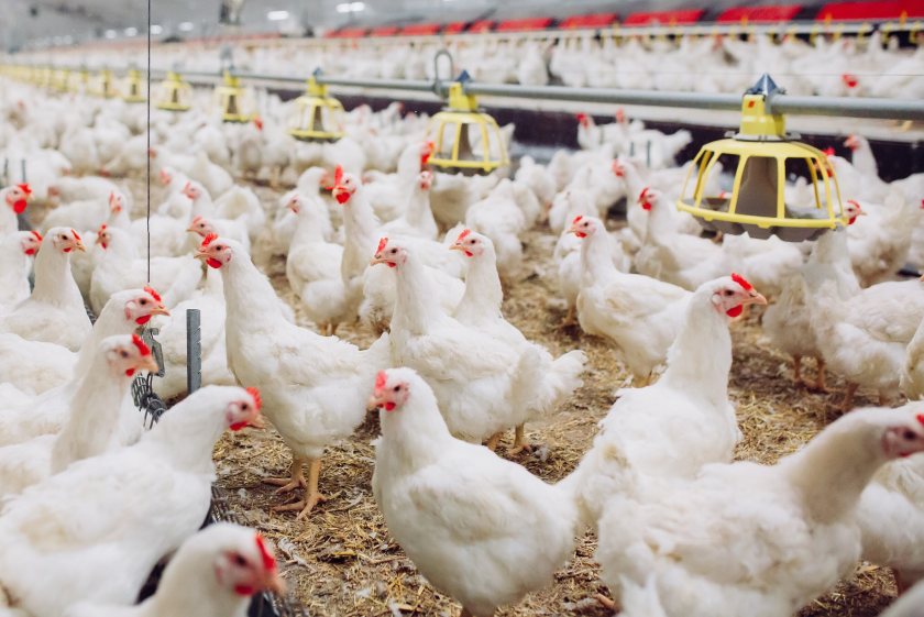 Campaigners are seeking to stop the approval of new poultry farms in the River Severn catchment