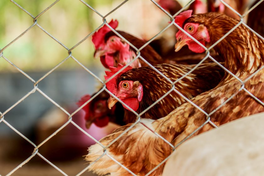 The government confirmed the UK's first human case of bird flu in January this year