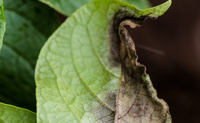 First launched in 2006, FAB has become a cornerstone of the UK’s defence against late blight (Photo: GB Potatoes)