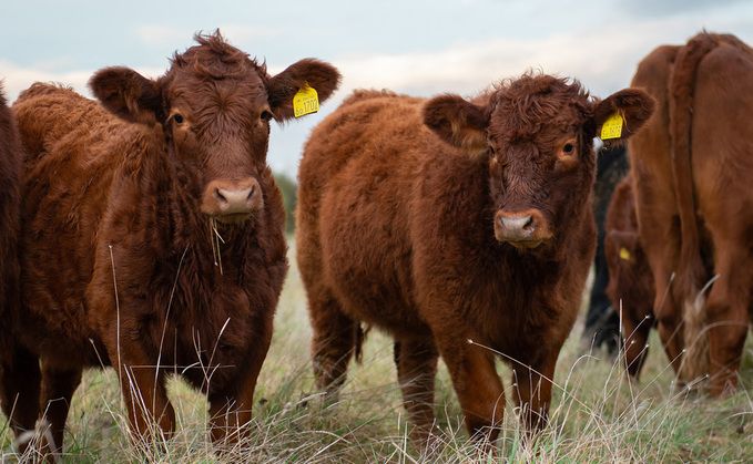 (Photo: FAI Farms)