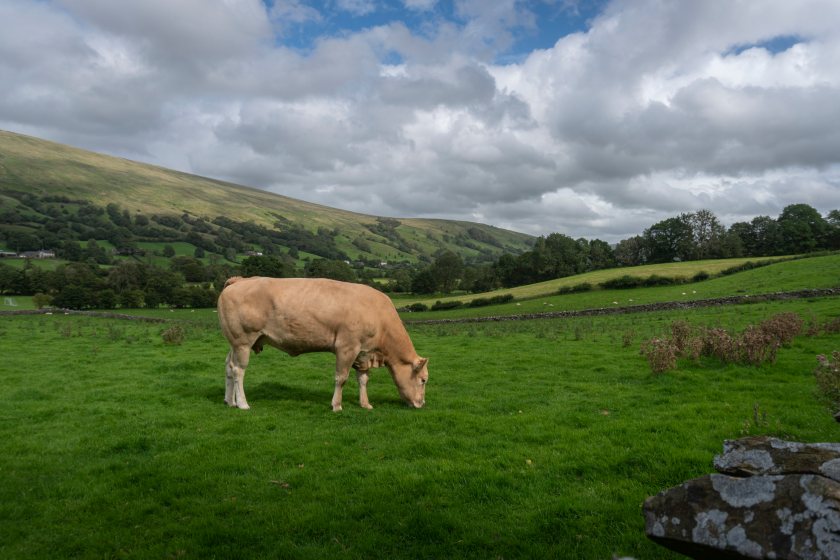 Campaigners are highlighting te climate and health benefits of grass-fed livestock