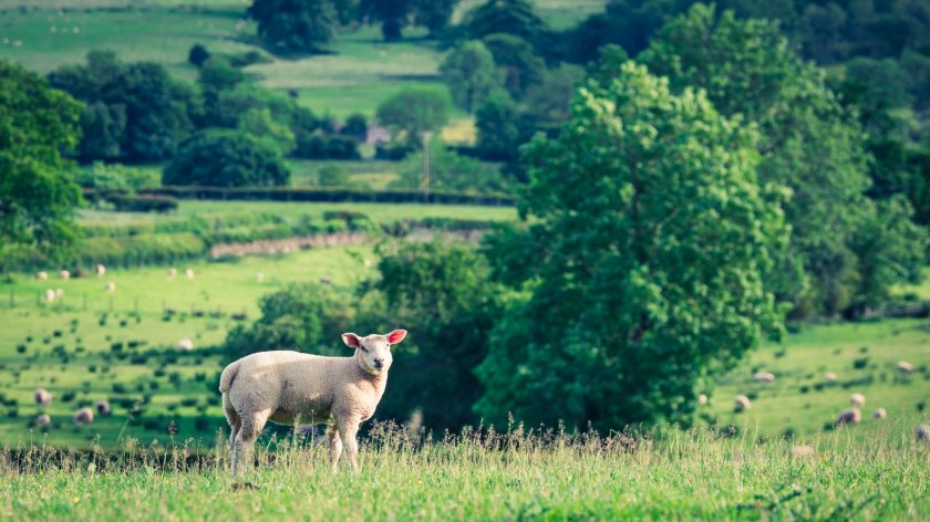 Scottish farmers and crofters need to see 'delivery, not delay', NFU Scotland says