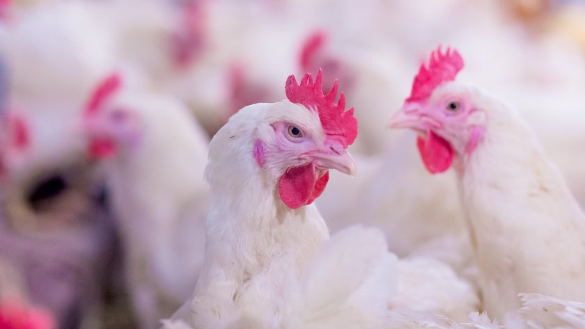 Avian influenza has already cost the poultry meat industry over £100m in just two years