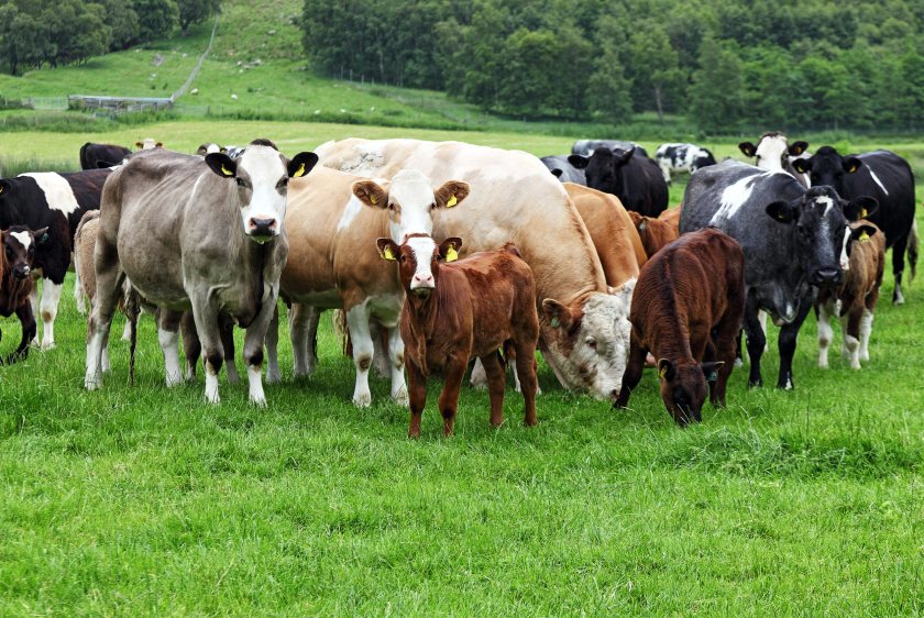 Without action, experts warn that the UK’s reliance on imported beef is set to rise sharply