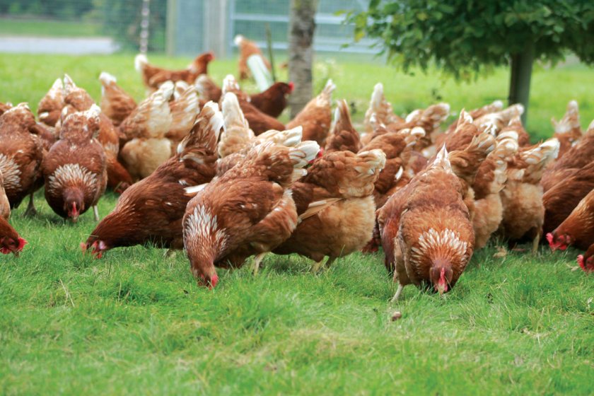 Poultry in England will be allowed outdoors again as the avian flu housing order is lifted