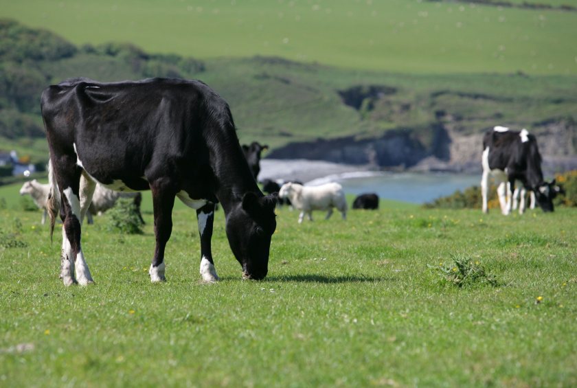 The Welsh government is aiming to achieve official TB-free status for Wales by 2041