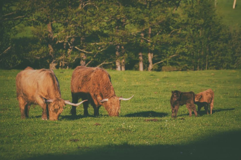 The Scottish government has pledged to double organic farmland to 10% by 2026