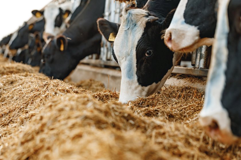 Farmers are being urged to prioritise planning now to safeguard their livestock and maintain productivity