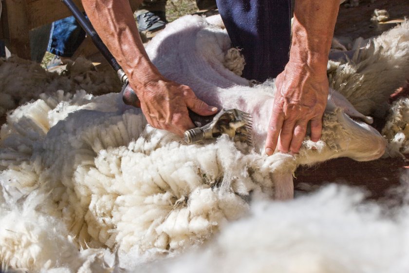 New shearing guidance urges joint farmer-shearer action to prevent disease spread