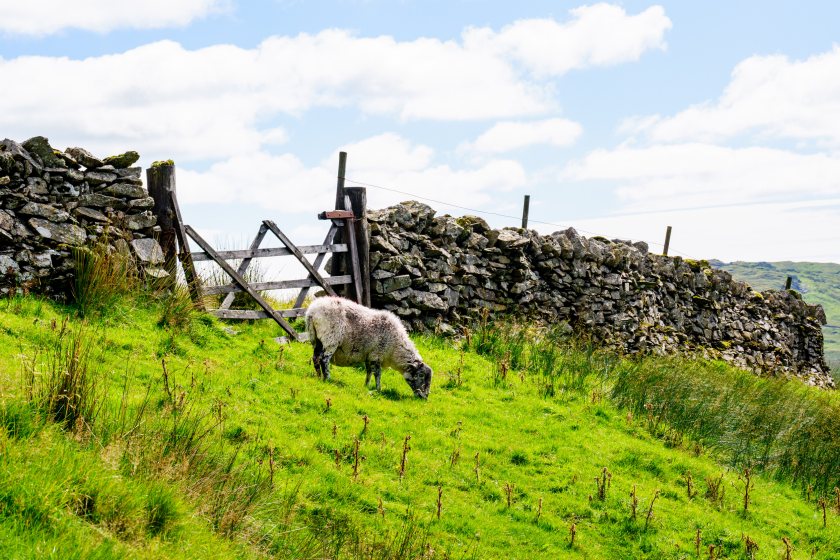 Research suggests that genetic selection could cut sheep methane emissions by 1–2% per year