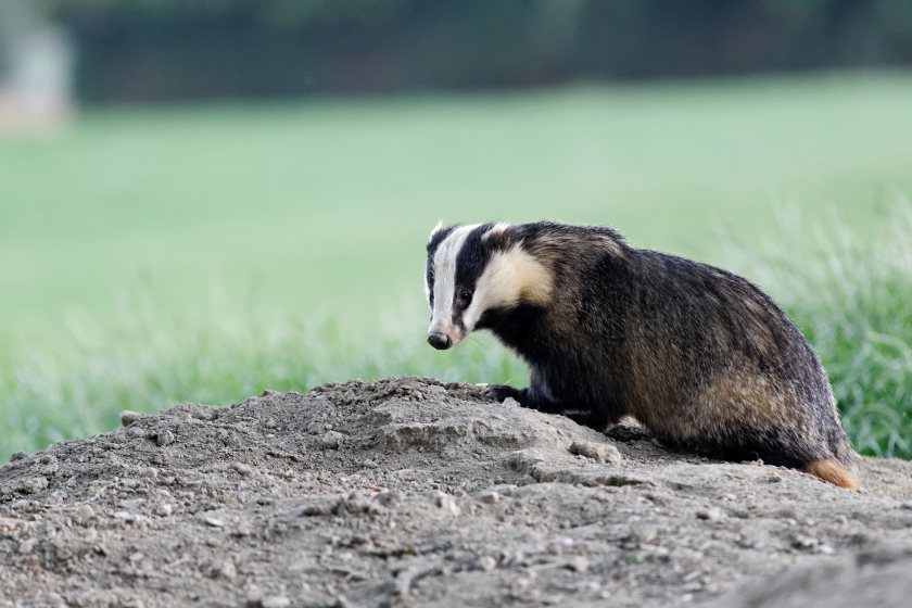 A legal challenge against badger culling licences has been given the green light to proceed
