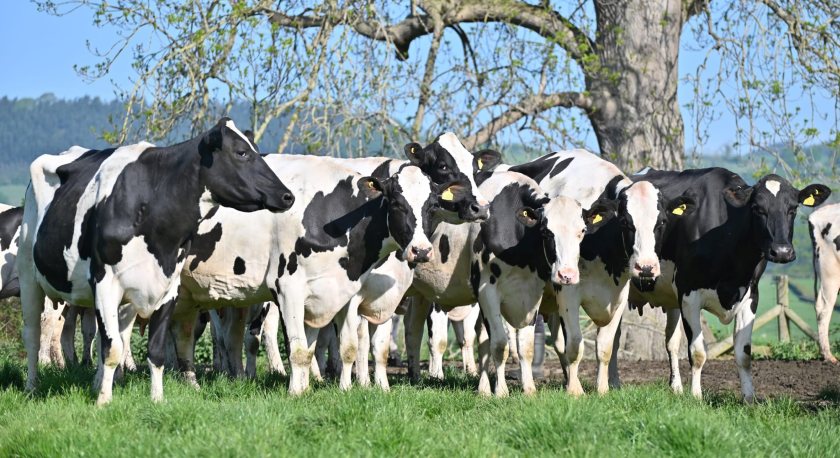 The Groton Dairy Herd features 165 in-milk commercial Holstein and Brown Swiss cows and heifers