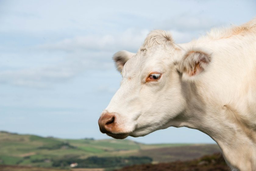 Bluetongue virus is a notifiable disease and suspicion of it in animals must be reported