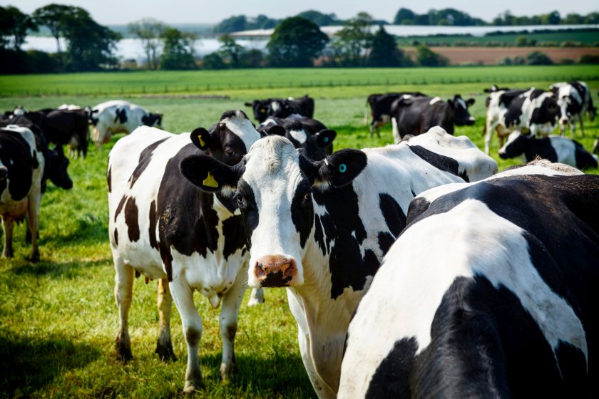 Johne's disease costs UK farmers an estimated £200 per cow annually