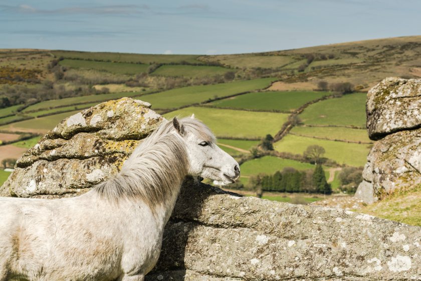 Horses are at risk of entering the UK food chain due to regulatory failures, experts warn