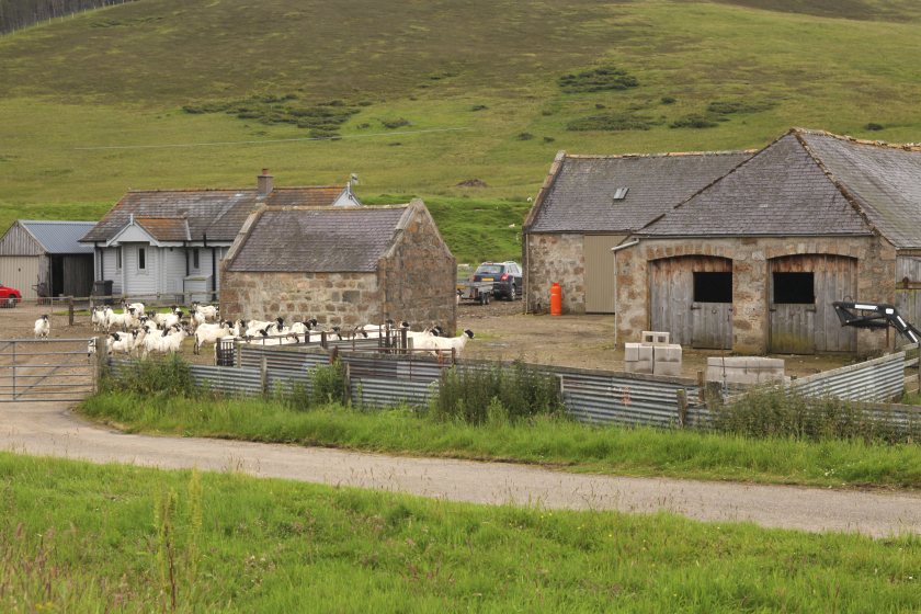 The proposed livestock reduction by 2035 is 'deeply concerning', NFU Scotland says