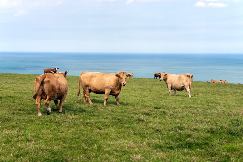 HCC's survey forms part of a wider engagement plan with Wales' red meat sector