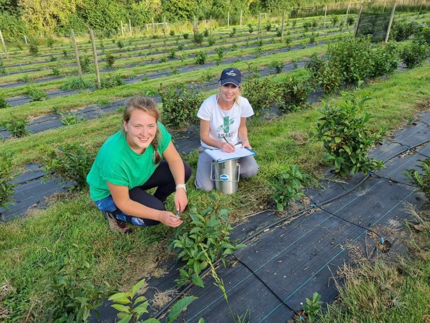 Tea can be grown in the UK, but there are several challenges that make it more complex