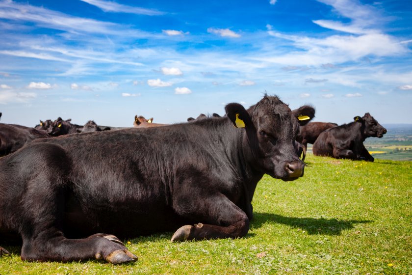 Beef and dairy are the most at risk from a potential boom in cultivated protein