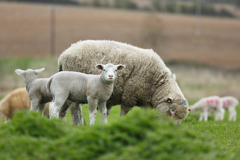 The change will allow farmers to transport livestock without the need for movement testing