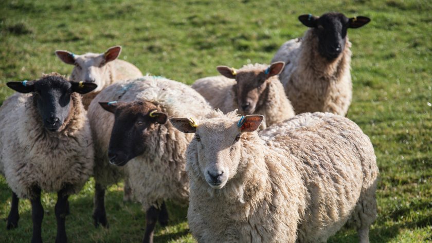 The new bill would give police additional powers to seize dogs following serious livestock attacks