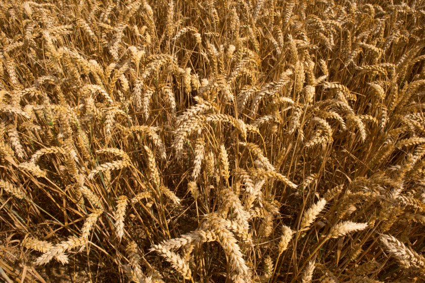 Vivergo has informed wheat growers that it will only honour existing contractual commitments