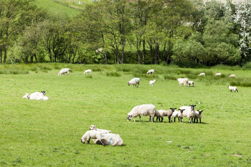Sheep farmers are being urged to act as a parasite was found on 80% of farms