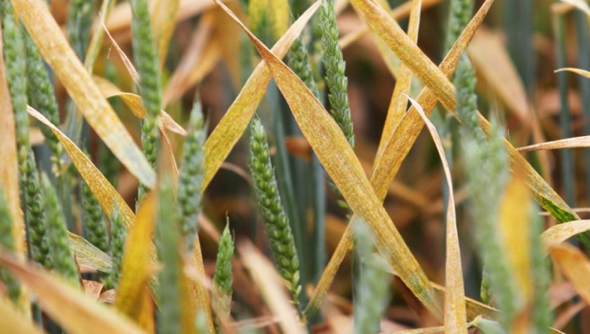 (Photo: AHDB)