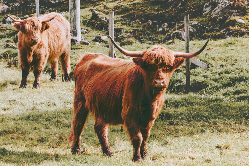 Scotland's cattle numbers have reached its lowest since current records began