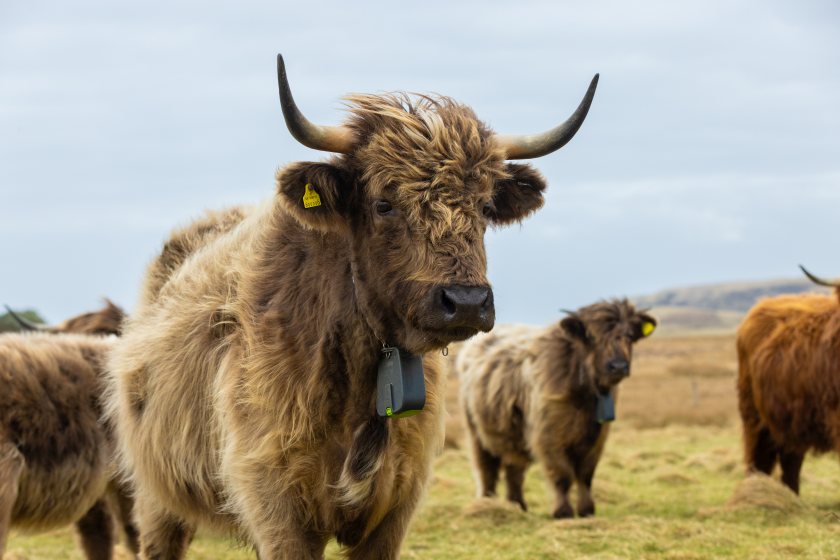 Virtual fencing is reshaping how British farmers approach livestock management (Photo: Nofence)