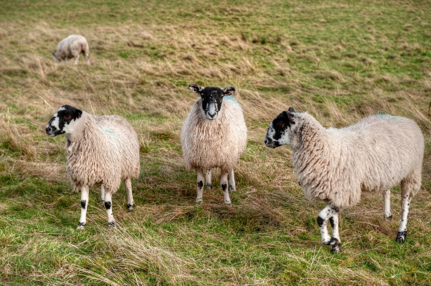 There have been growing reports of shortages or complete unavailability of key livestock vaccines