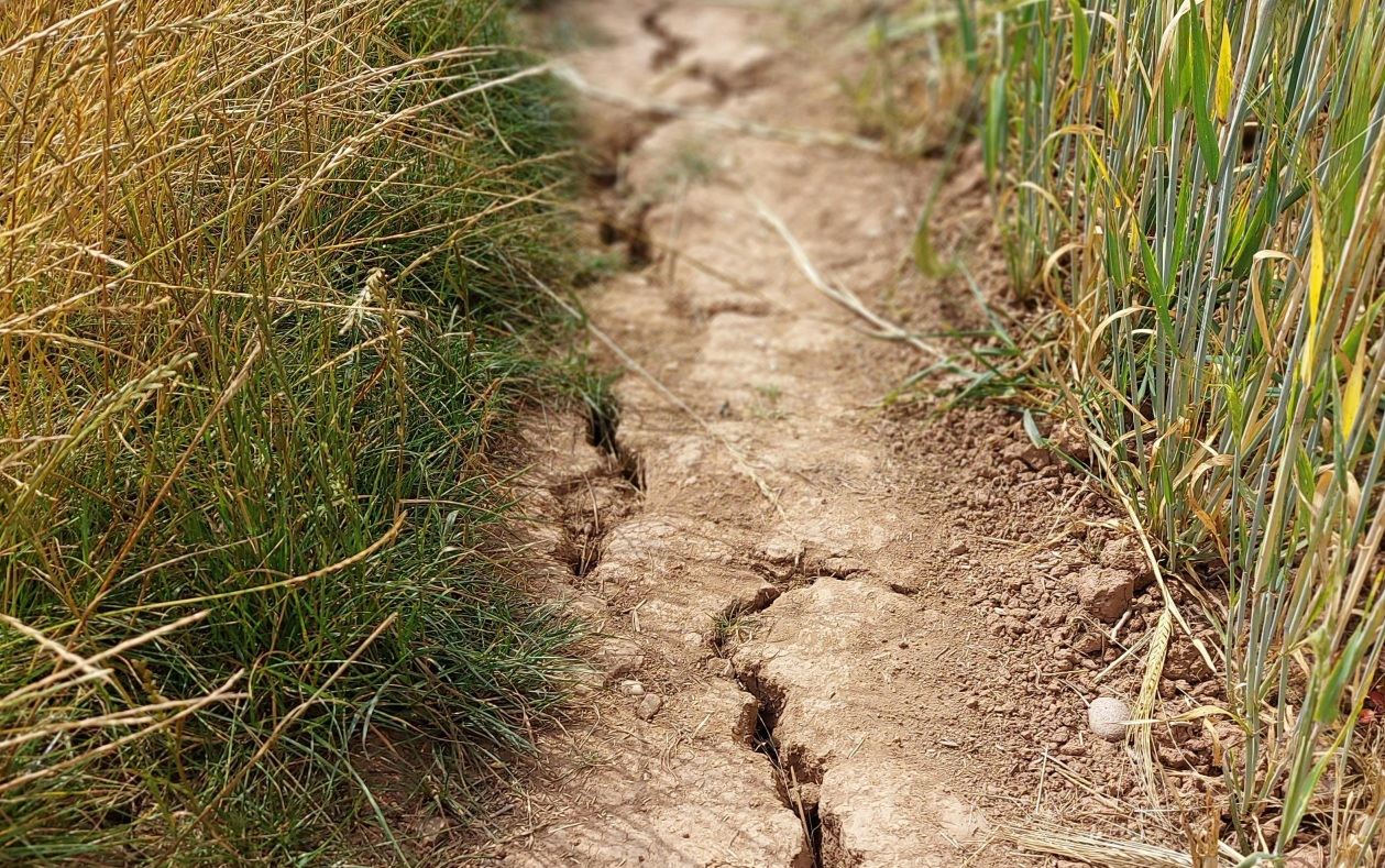 The UK is in the grip of one of its most severe droughts in living memory (Photo: James Hutton)