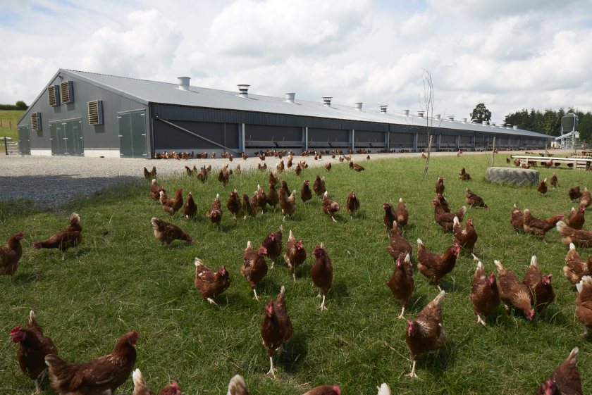Beyond compliance and reputation damage to the egg industry, an outbreak can hit hard financially