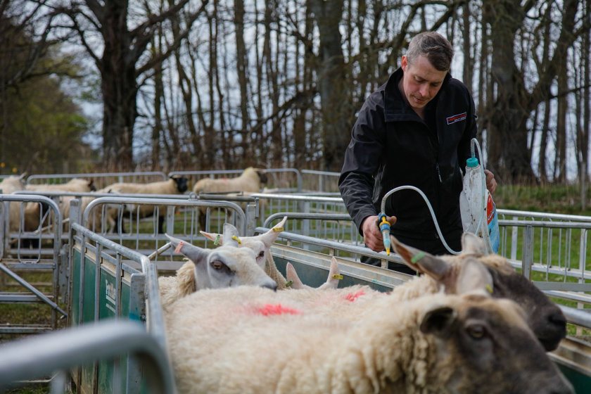 Blowfly strike is a serious disease thought to affect over 80% of farms in the UK (Photo: Elanco)